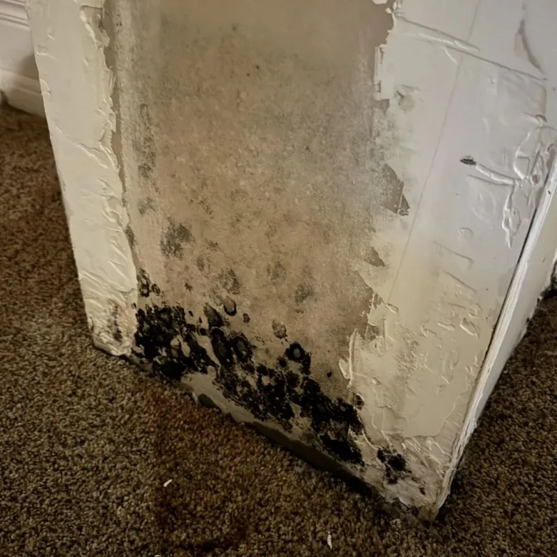 Professional Mold Removal in Kings County, CA